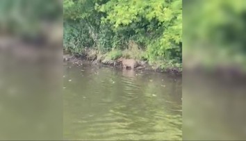 VIDEO: Exotické dobrodružstvo na juhu Slovenska. Spozorovali tam najväčšieho hlodavca planéty