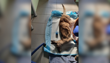 Zbytočná smrť klokana a ťavy v českom farmaparku. Pre nezodpovednosť návštevníka umierali v bolestiach