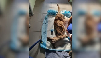 Zbytočná smrť klokana a ťavy v českom farmaparku. Pre nezodpovednosť návštevníka umierali v bolestiach