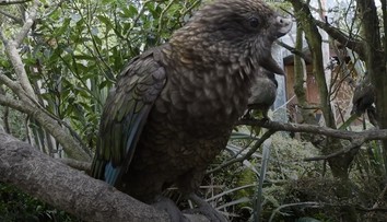 VIDEO: Napriek veľkému hendikepu je kráľom vo svojej skupine. Papagáj vymyslel neporaziteľný spôsob boja