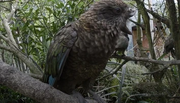 VIDEO: Napriek veľkému hendikepu je kráľom vo svojej skupine. Papagáj vymyslel neporaziteľný spôsob boja