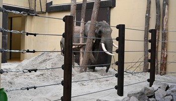 Zo Zimbabwe na Slovensko. ZOO v Bojniciach privítala nového člena