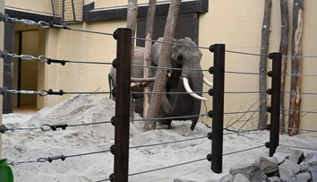 Zo Zimbabwe na Slovensko. ZOO v Bojniciach privítala nového člena
