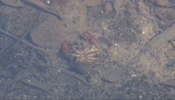 Priotrávené, ale aj uhynuté raky ich postavili do pozoru. Rybári riešili tak trochu záhadný prípad