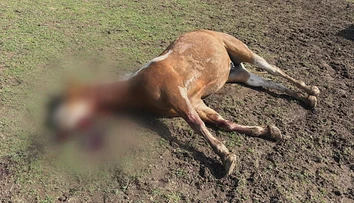 Desivý nález vo výbehu. Na farme pri Nitre našli mladého koňa s podrezaným hrdlom