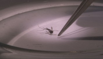 Na Slovensku sa usadil invázny komár. Môže prenášať rôzne exotické ochorenia