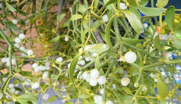 Symbol Vianoc s liečivými účinkami. Imelo ako potenciálny bojovník proti rakovine