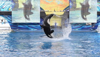 Desivé video zachytávajúce vraždiacu kosatku zmiatlo milióny ľudí. Fiktívny príbeh si začal žiť vlastným životom