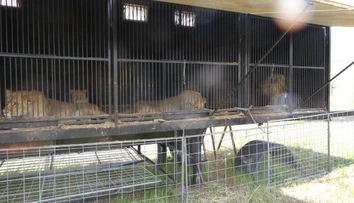 Majiteľa cirkusu na východe Slovenska obvinili. Protiprávne mal držať 14 levov afrických