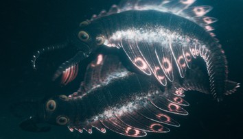 Nepodobá sa na žiadneho známeho tvora. Vedci ukázali prehistorického dravca pomenovaného po japonskej príšere