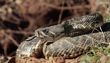 Pátranie po hadovi, ktorý v Česku uštipol malé dievča, sa skončilo. Nenašli ho