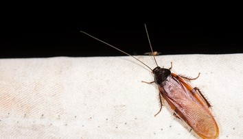 Máte v dome nepríjemný zápach, ktorého sa nedá zbaviť? Možno nie ste jediný nájomník