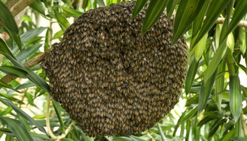 Do Európy sa dostal nový invázny druh včiel z Ázie. Včelári bijú na poplach