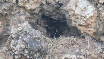 Za 15 rokov ovládol celú krajinu. Obrovský invázny hmyz sa rozšíril natoľko, že si s ním už nevedia rady