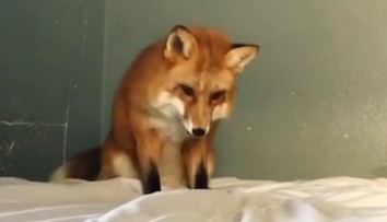 Jeden z najpodivnejších domácich miláčikov. Žena si skrotila líšku