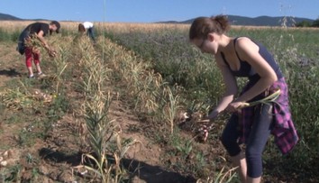 Slovenský cesnak dozrel a je kvalitný. V obchodných reťazcoch ho však nenájdete