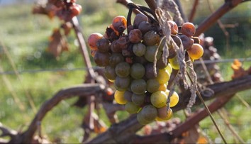 Víno zo severu? Znie to ako šialený nápad, no pre pestovateľov to môže byť aj výzva