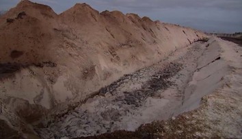 Norky, ktoré v Dánsku vyhubili pre strach zo zmutovaného koronavírusu, "vyliezajú" z hrobov