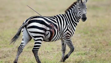 Neuveriteľná krutosť: Zebra behala so zapichnutým oštepom v tele