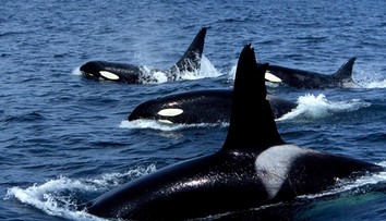 V Európskom letovisku útočili kosatky. Potopili plachetnicu s rodinou