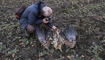 Neďaleko Holíča našli ochranári 22 uhynutých dravých vtákov