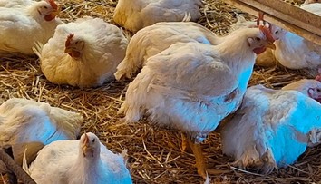 Chovateľovi zo Záhoria uhynulo za pár dní 1300 nosníc. Veterina potvrdila vtáčiu chrípku