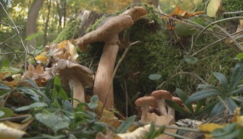 Muž z východného Slovenska našiel dvakrát väčšiu hubu, ako sa uvádza v literatúre