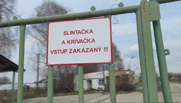 Prísne opatrenia proti slintačke a krívačke stále trvajú. Dotknú sa aj tradičnej májovej bryndze?