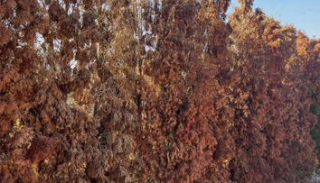 Majiteľom tují ostali oči pre plač. Na západnom Slovensku ich ničí škodlivý chrobák