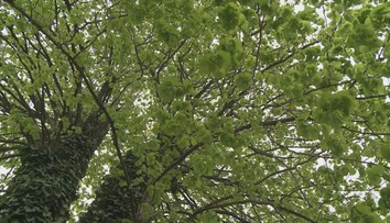 V Zborove rastie unikátna lipa. Ako jediná z aleje prežila boje prvej svetovej vojny