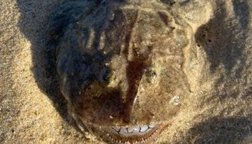 Žena počas prechádzky na pláži natrafila na čudesného tvora. Mal vypúlené oči a tenké zuby