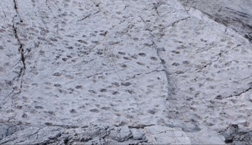 20-tisíc dinosaurových stôp v Taliansku: Šokujúci paleontologický objav označujú za olympijský dar