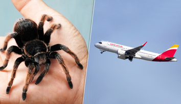 Let, ktorý sa zmenil na nočnú moru. Pilota uhryzla v kokpite tarantula