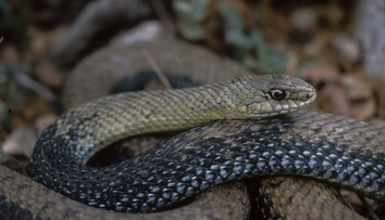 „Tati, a prdí taky hadi?“ Slovenská výskumníčka rozlúskla otázku z milovaného filmu