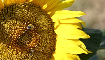 FOTO: Muž vypestoval rekordnú slnečnicu. Jej výška sa šplhá k 10 metrom