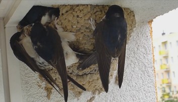 Lastovičiek a belorítok je na Slovensku už žalostne málo. Nemajú si kde postaviť hniezda