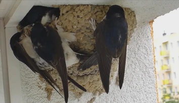 Lastovičiek a belorítok je na Slovensku už žalostne málo. Nemajú si kde postaviť hniezda