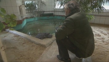 Dôchodca chová v pivnici krokodíla. Príde ku mne, pritúli sa, je ako môj pes, hovorí 71-ročný muž