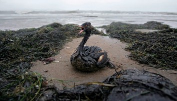 Ekologická katastrofa v Čiernom mori. Ropné látky z ruských tankerov znečistili desiatky kilometrov pobrežia