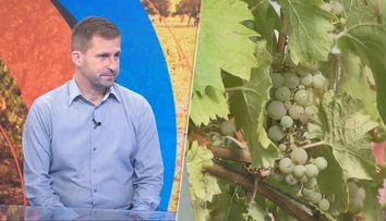 Hrozna bude menej. Vinár priblížil, čo môže priniesť extrémne sucho