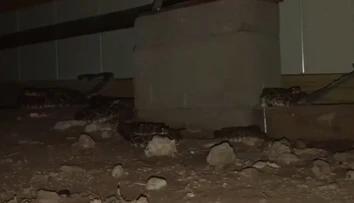 VIDEO: Hrozivý nález pod domom. Majiteľ tam našiel desiatky jedovatých štrkáčov