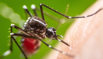 Smrtiaca horúčka sa šíri južnou Európou, v Španielsku jej podľahli už dvaja ľudia