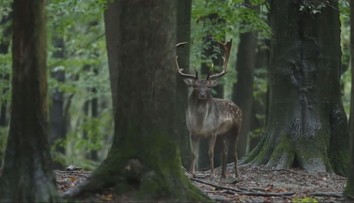 Tragédia vo Veľkom Krtíši: Chcel pomôcť danielovi, no stálo ho to život. Expert hovorí o veľkej chybe