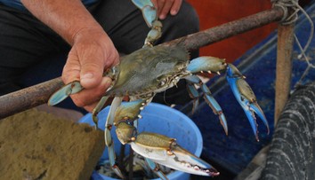 Taliansko trápi invázia agresívnych krabov. Pri obľúbenej lokalite už vymysleli, ako si s nimi poradia