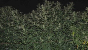 Bývalému majstrovi Európy hrozí za pestovanie marihuany 25 rokov vo väzení