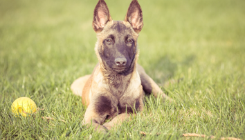 Chcete psa k deťom? Tieto plemená si neberte, varuje odborník