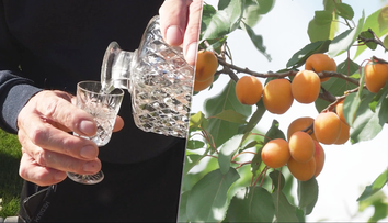 Ovocia je tento rok viac než dosť. Páleničiari sa tešia, no liter domácej vyjde poriadne draho