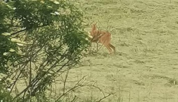 Srnka už pár dní hľadá mláďa na poli pri Partizánskom. Nechtiac ho pokosil traktorista