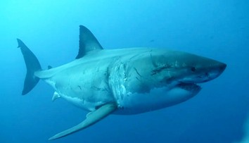 Obávaný predátor o sebe dal opäť vedieť. Najväčší samec žraloka modrého smeruje k obľúbenému letovisku