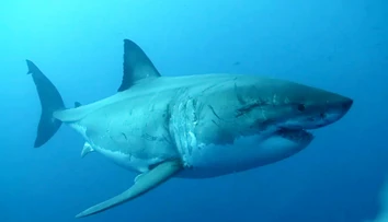 Obávaný predátor o sebe dal opäť vedieť. Najväčší samec žraloka modrého smeruje k obľúbenému letovisku